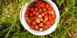 Як підживити полуницю пророслою картоплею