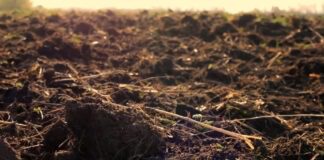 Дачники розповіли, як відновити родючість ґрунту 