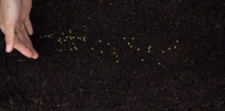 Як збільшити родючість грунту: корисні поради городників