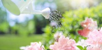 Чому мурахи так люблять півонії і як їх позбутися