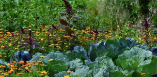 Експерти назвали 3 найбільш несприятливі дати для дачних робіт у червні