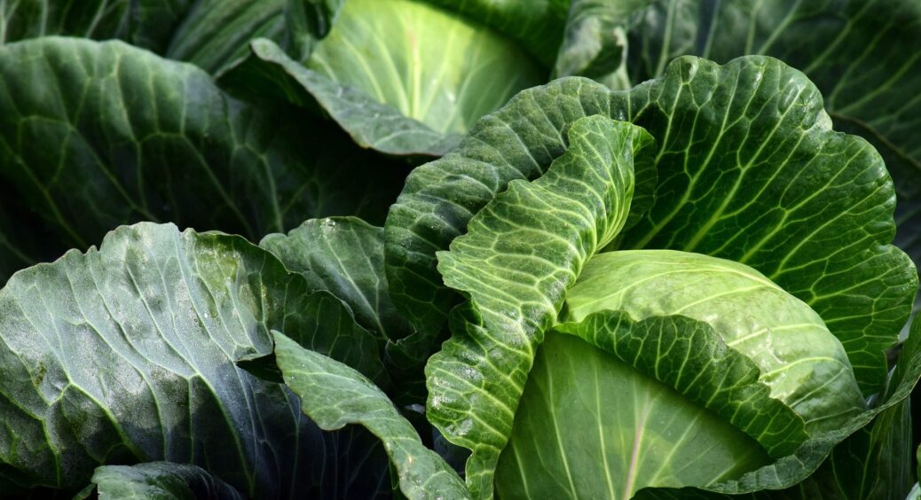 Застосовую найпростіший прийом та ретельно обираю день для роботи: і так розсада капусти чудово приживається 