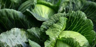 Як посадити розсаду капусти