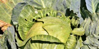 Які добрива не підходять капусті