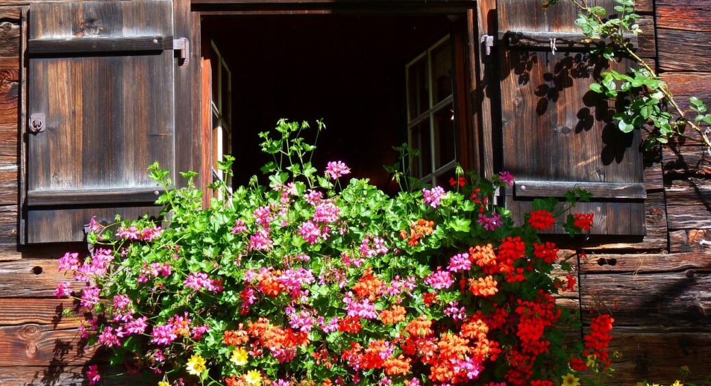 Пеларгонія розпушилася і перетворилася на квітучу хмару: зробила цю просту процедуру без всіляких підкормок 