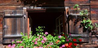 Квітникар розповів, як без добрива зробити пеларгонію пишно квітучою