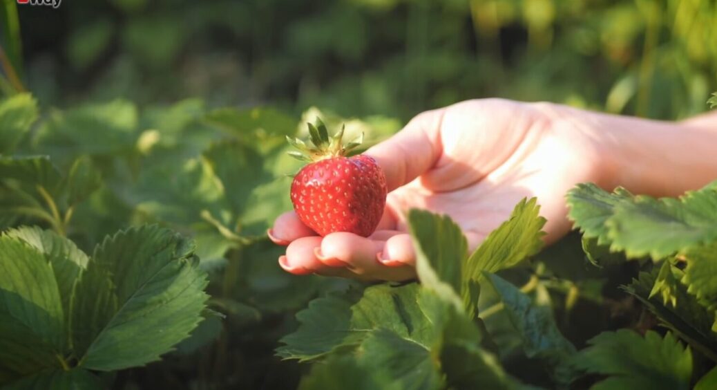 1 літр цього на полуничну грядку – і про шкідників можна забути: осінній трюк, що рятує майбутній врожай 