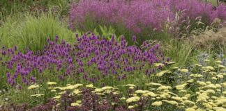 Які рослини-багаторічники найкраще посадити на городі 