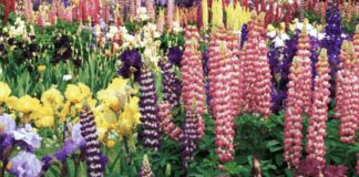 Квітникарі назвали список невибагливих багаторічних квітів