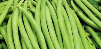 Як отримати багатий врожай спаржевої квасолі