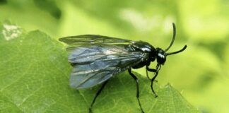 Як боротися з ґрунтовими мухами на городі