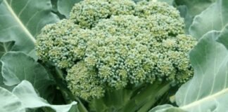 Як виростити броколі на розсаду