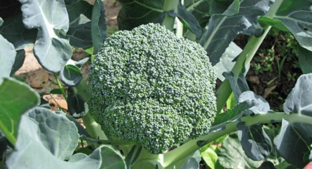 Броколі росте велика: вистачає 1 простого засобу з кухні, щоб зібрати гігантський врожай 