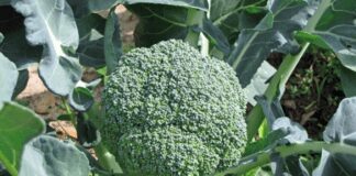 Городники пояснили, як виростити великі броколі