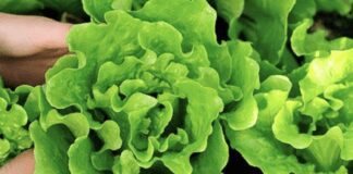 Як виростити салат на городі, щоб він не був гірким