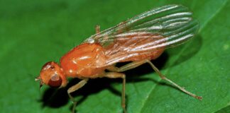 Експерти розповіли, як легко позбутися цибулевої мухи