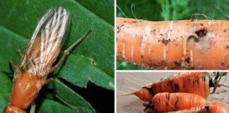 Як швидко та ефективно боротися з морквяною мухою