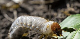 Експерти розповіли, як легко позбутися городніх шкідників