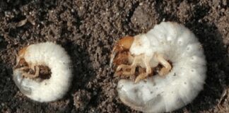 Експерти розповіли про личинки хрущів на городі