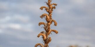 Як швидко та ефективно позбутися соняшникового вовчка