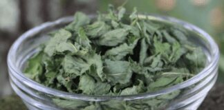 Рослини, які відлякують комарів на ділянці