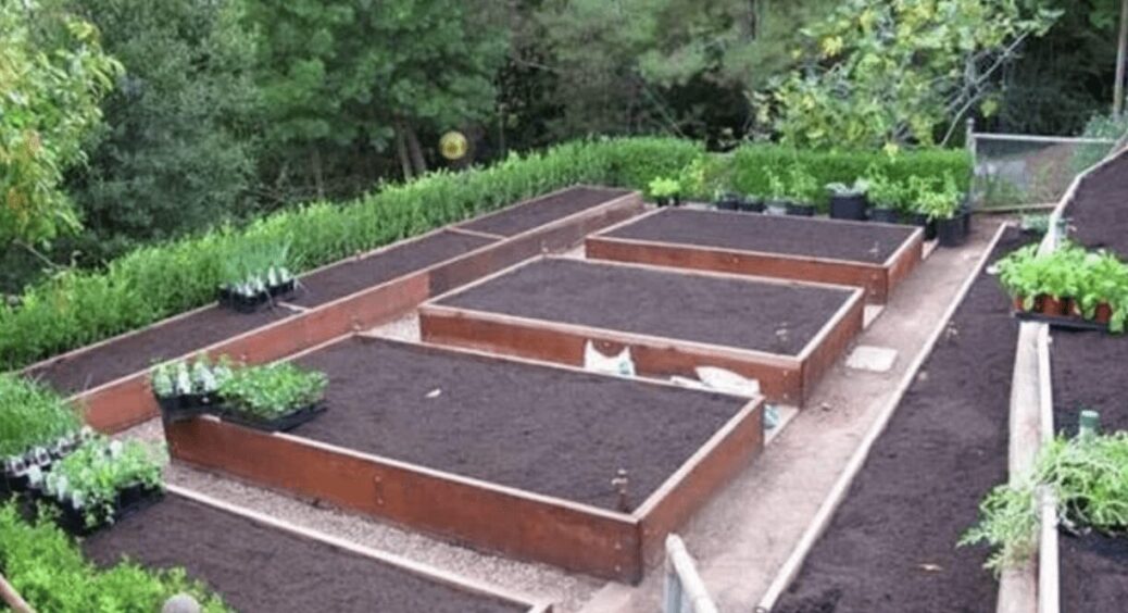 Не будуть гнити, ламатись та зношуватись: як зробити на городі деревʼяні грядки та в чому їх переваги 