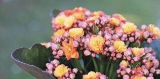 3 найкращі рослини для вирощування вдома