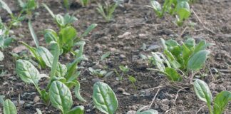 Експерти розповіли, що посадити у теплиці під зиму