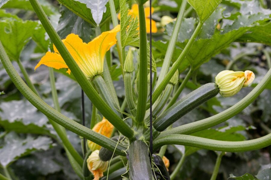 Експерти розповіли, як правильно поливати кабачки у відкритому ґрунті для щедрого врожаю