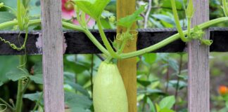 Городники розповіли, що робити, якщо на кабачках пустоцвіти