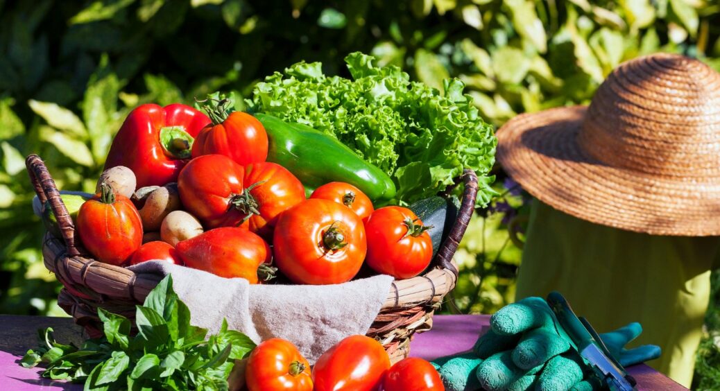 Розсипала цю супер-крупу по ділянці, а потім зібрала великі та м’ясисті помідори: дешево і потужно 