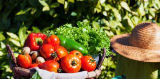 Городники поділилися найкращим добривом для помідорів 