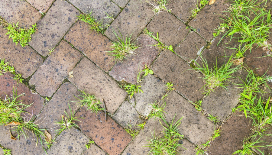 Досвідчені садівники розповіли, як борються з бур'янами між плитками на садовій доріжці