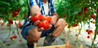 Городники розповіли, що робити для профілактики фітофтори на томатах