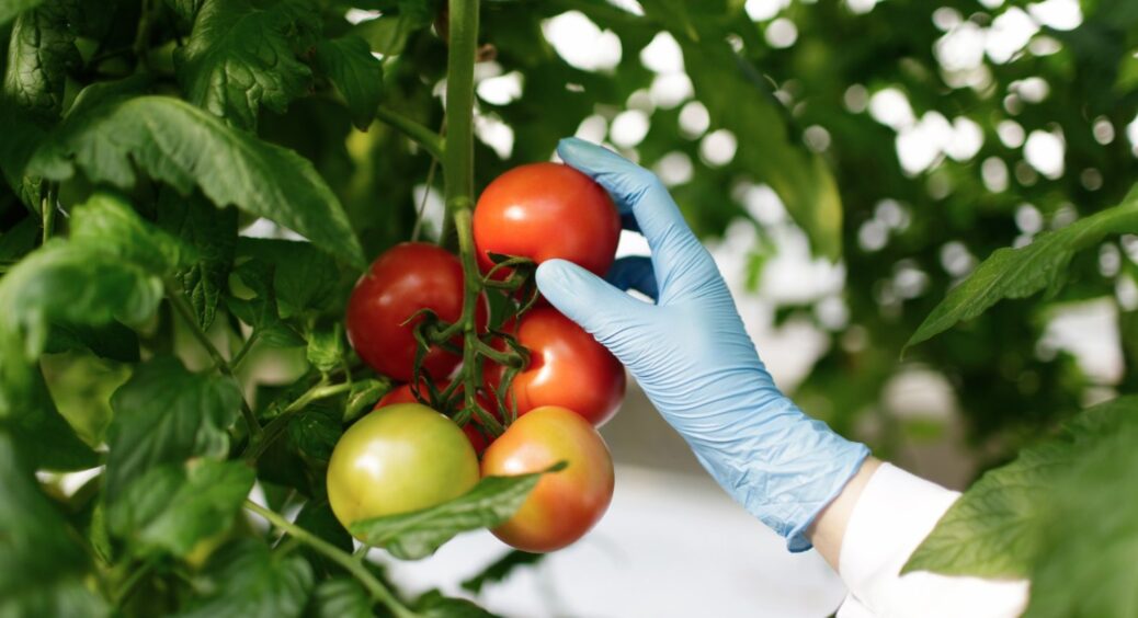 Розвела це самородне добриво 1:5, і налила по 1 літру під кожен кущ томатів: врожайність зросла в рази 