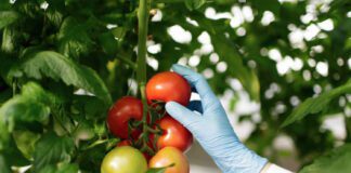 Городники розповіли про дієве підживлення для помідорів