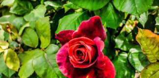 Городники розповіли, які рослини схильні до появи попелиці