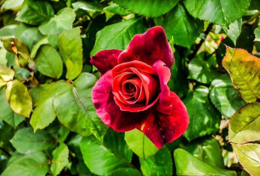 Садівники розповіли, як доглядати за трояндами для кращого цвітіння
