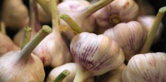 Городники поділилися, чим підживити влітку часник