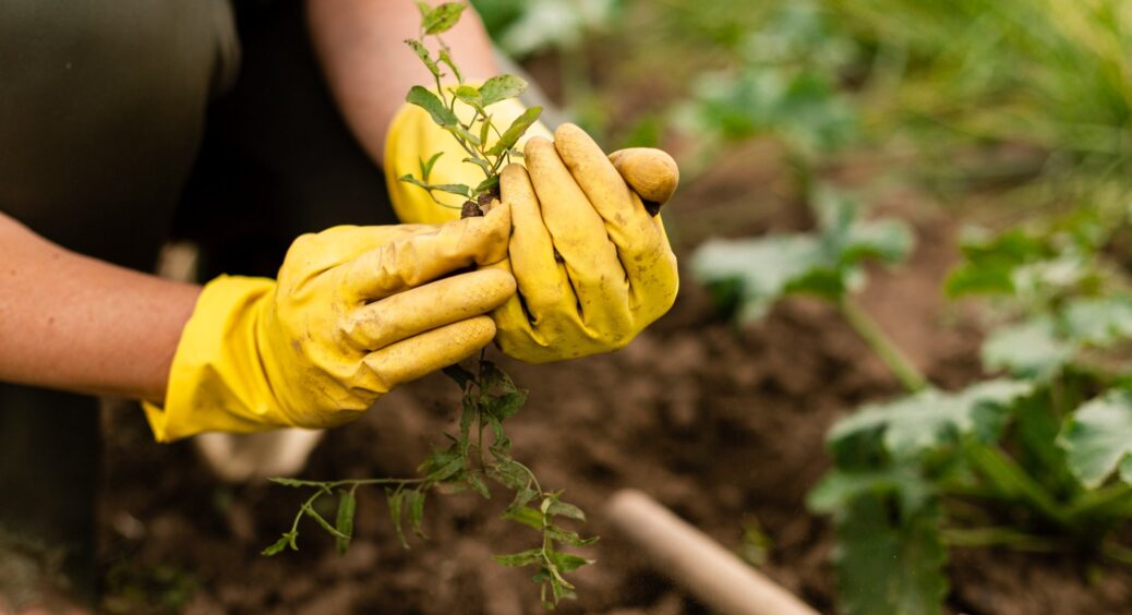 Після збору часнику і салату не даю ділянці пустувати, а висаджую ці культури, щоб встигнути зібрати врожай 