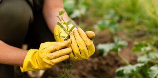 Експерти розповіли, що варто посіяти в теплиці восени