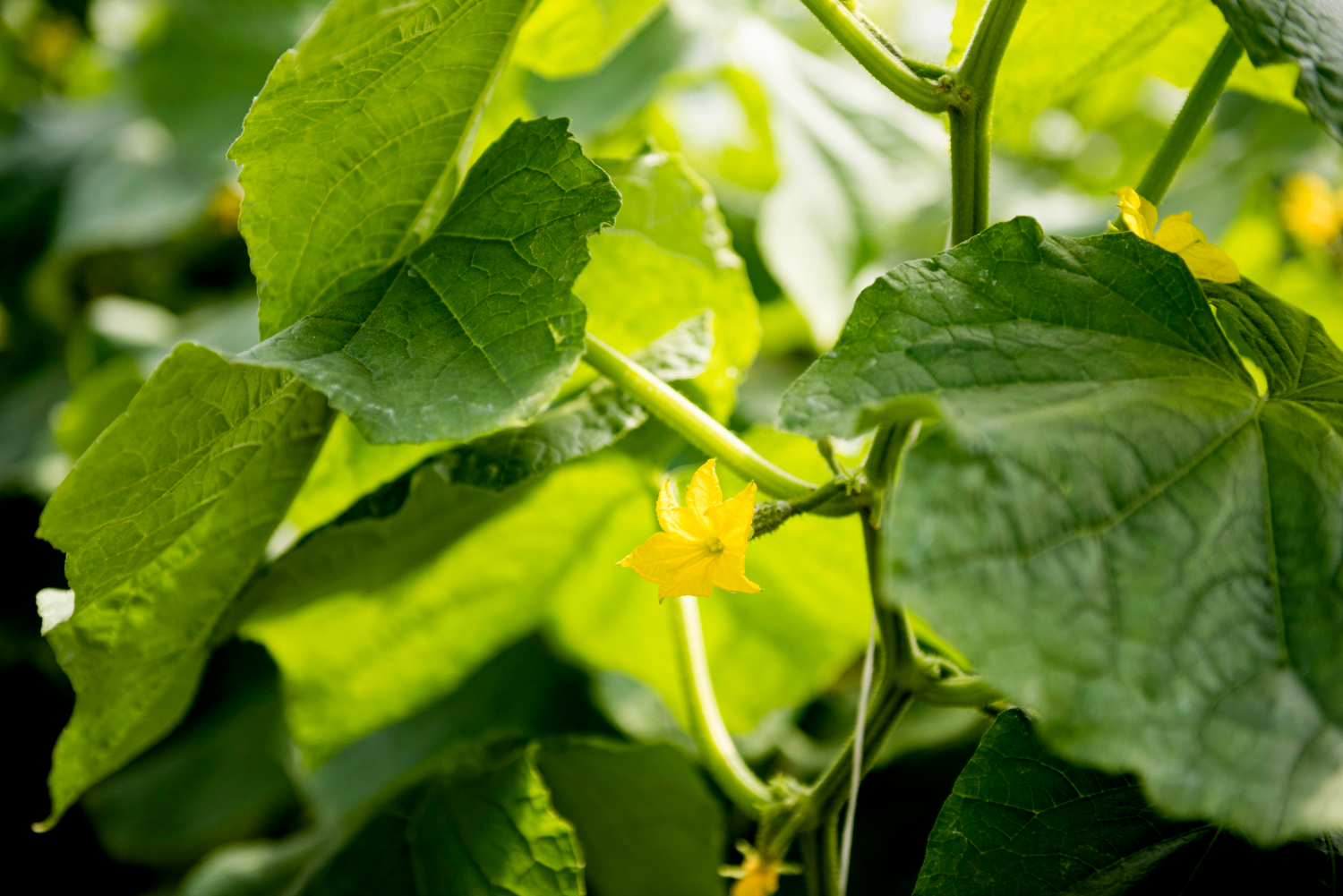Експерти розповіли секрети вирощування огірків, які збільшать врожай