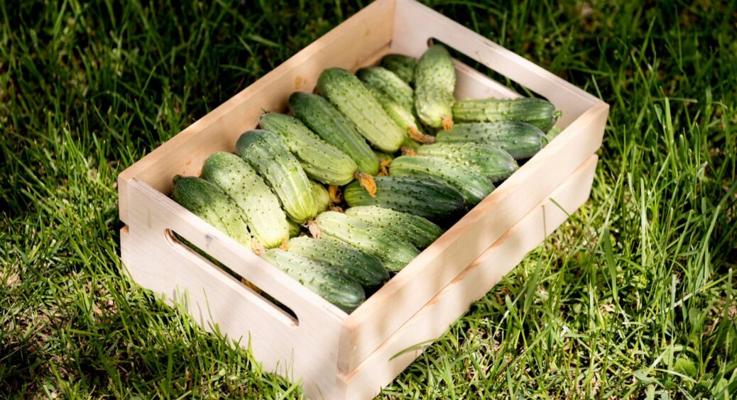 Всього 10 мл на склянку води з-під крану і вже тиждень збираємо відрами огірки з грядки: робочий метод 