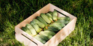 Городники розповіли про ефективні підживлення для огірків