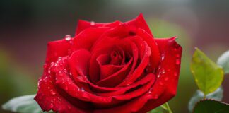 Квітникарі розповіли, чим восени підживити троянди