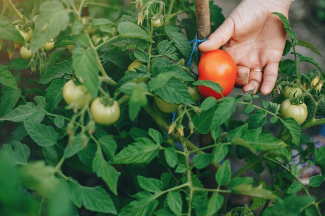 Чим підживити кущі томатів, якщо на них скрутилося листя