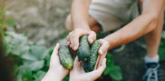 Городник розповів, чим можна продовжити родючість огірків до осені