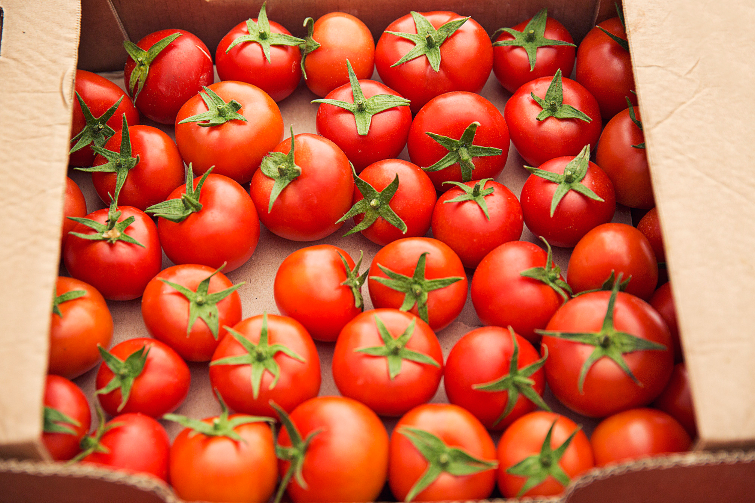 Дачники розповіли про 4 ефективні підгодівлі для томатів