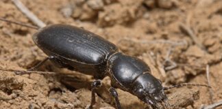 Як позбутись від жука-кравчика