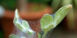 Як позбутись від павутинного кліща